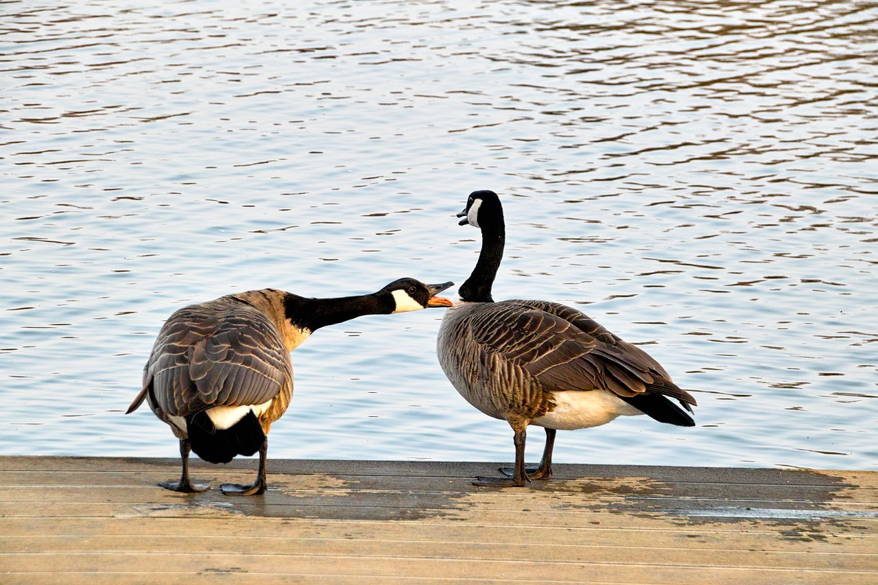 wild-geese-716289_1280